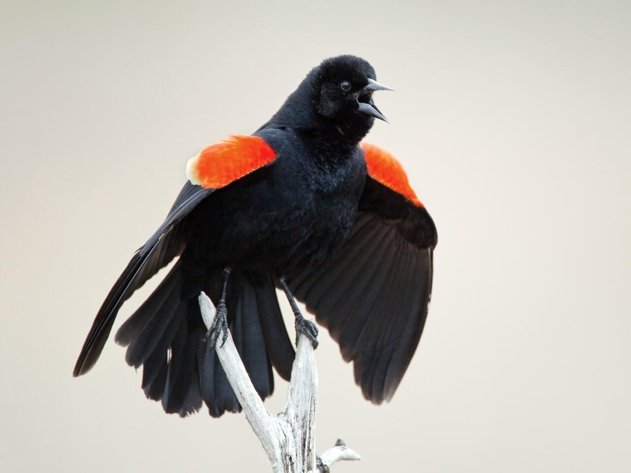 Red-winged Blackbird