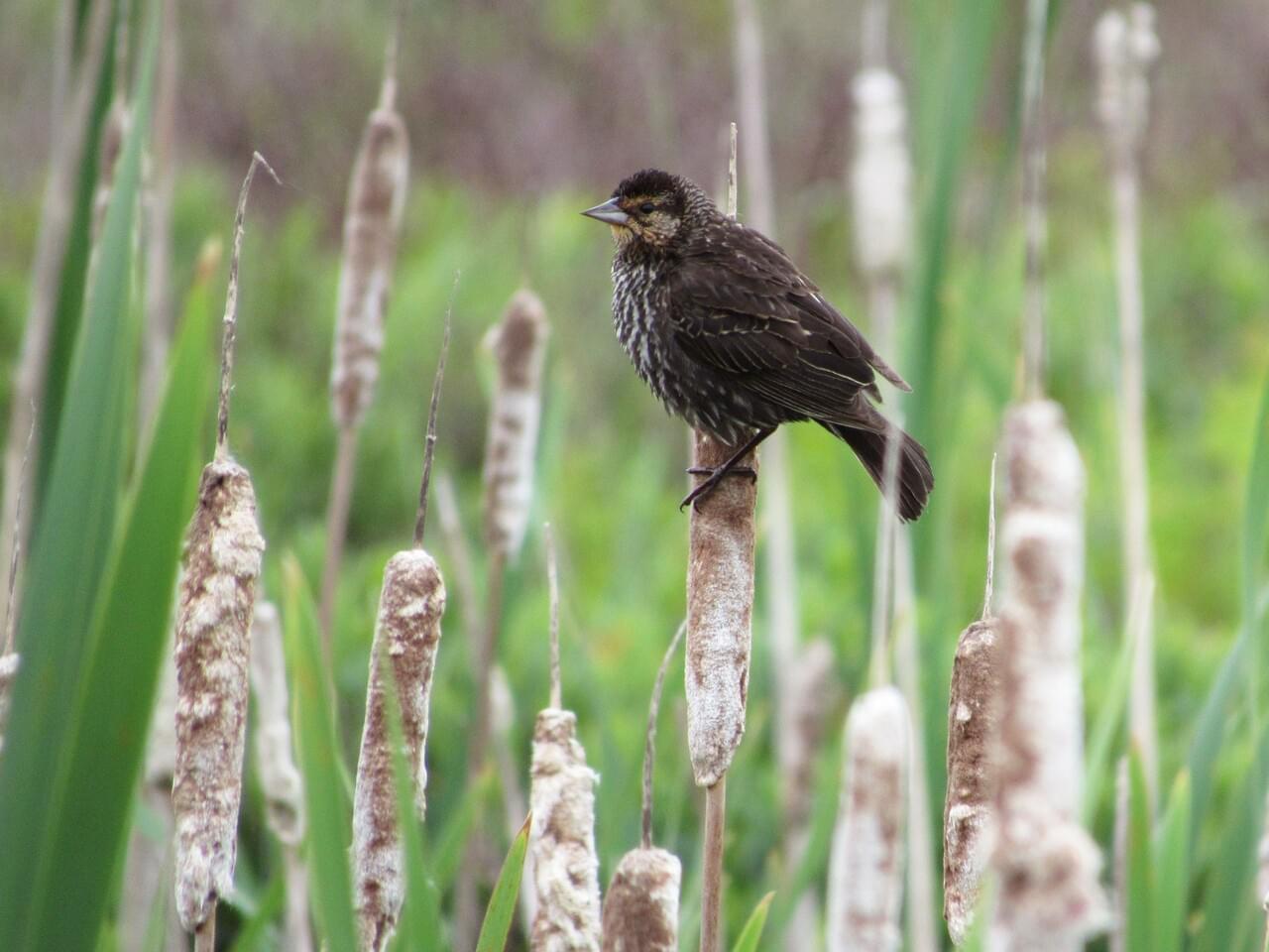 Red-winged Blackbird