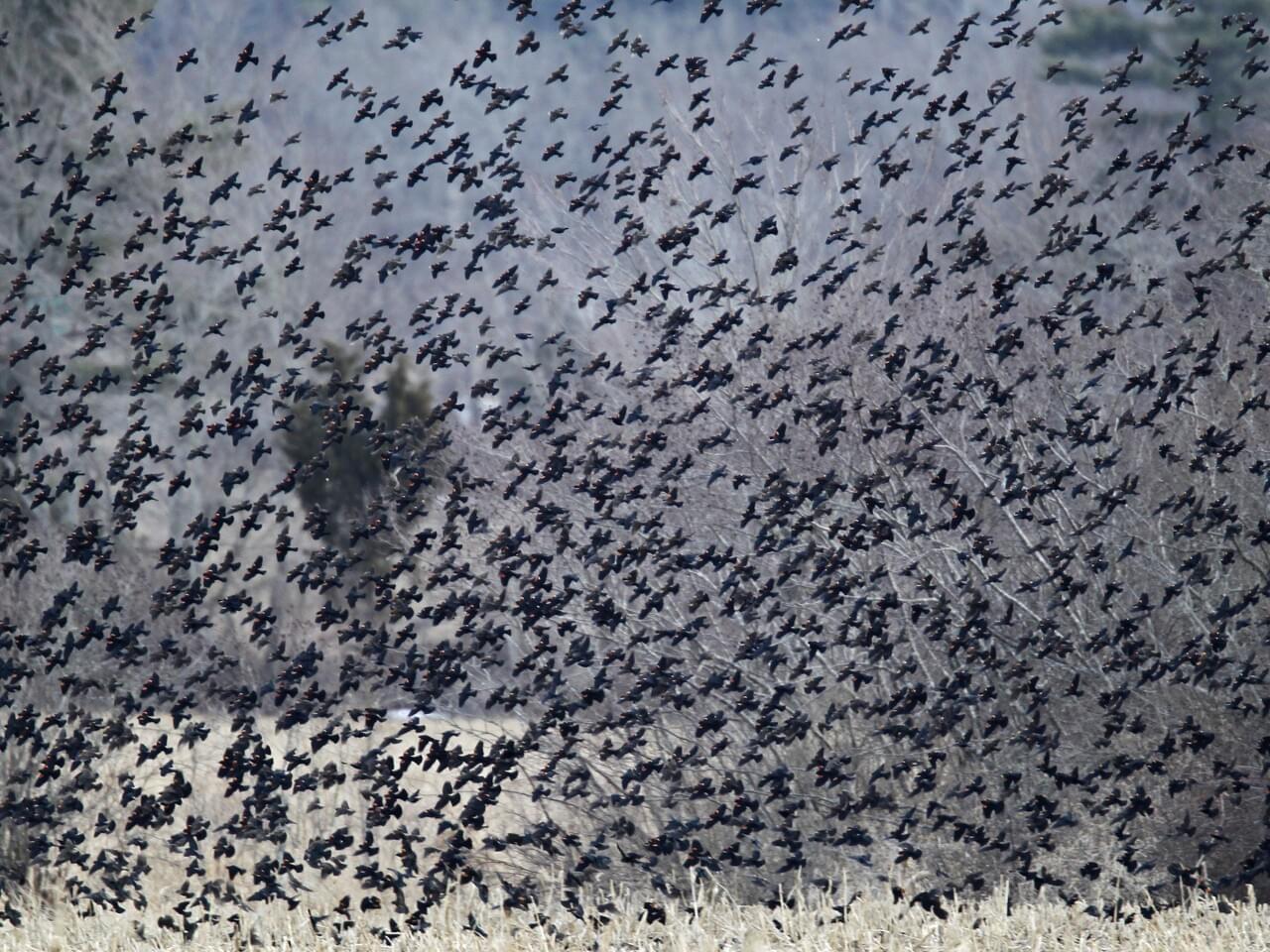 Red-winged Blackbird