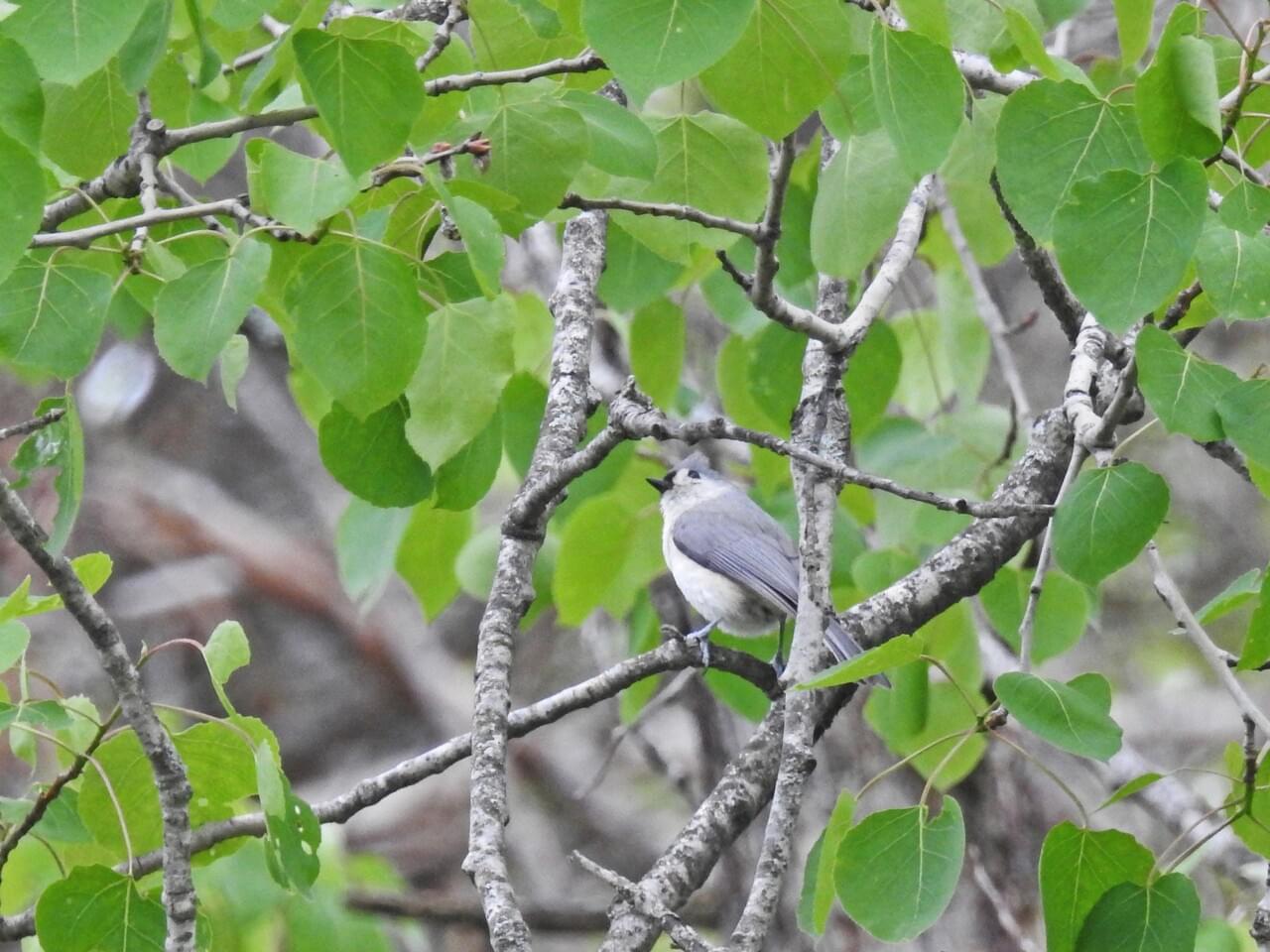 Tufted Titmouse