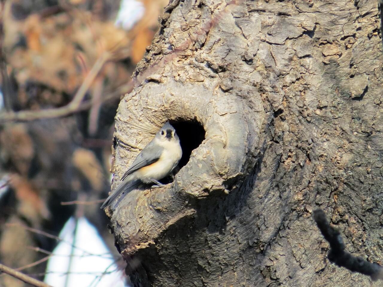 Tufted Titmouse