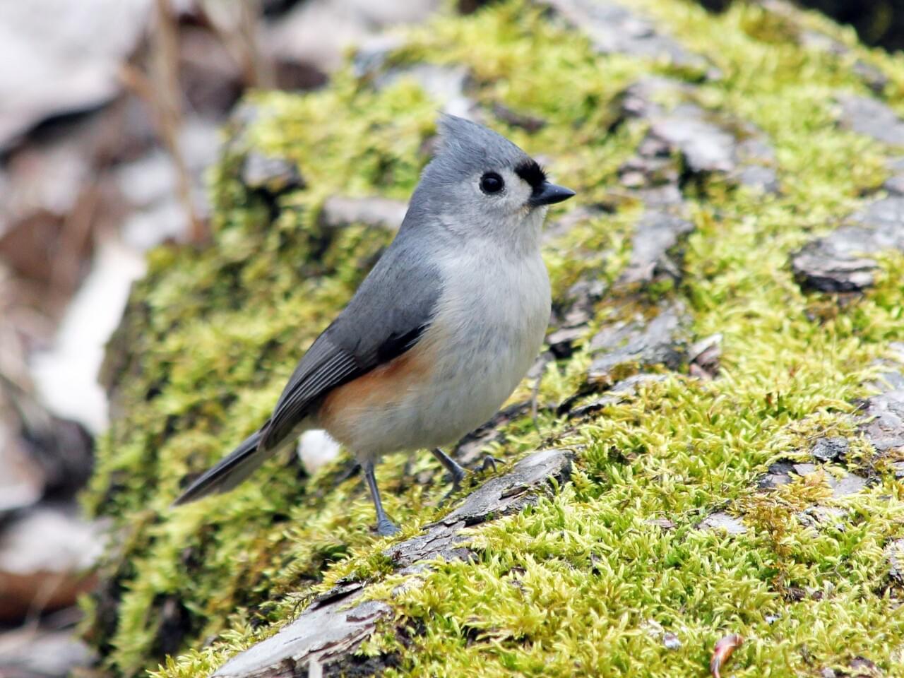 Tufted Titmouse