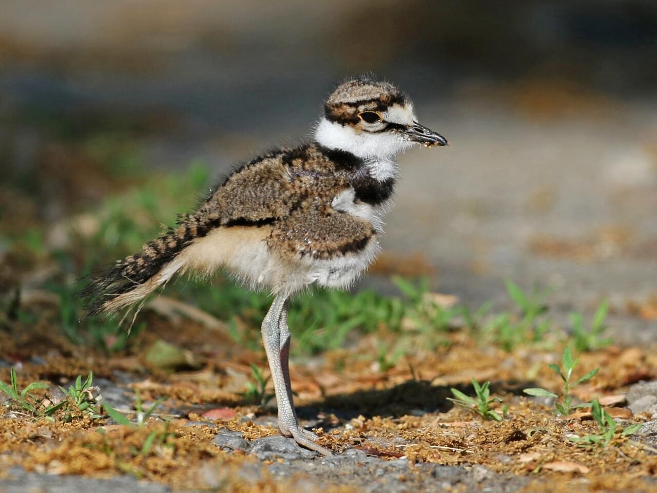 Killdeer