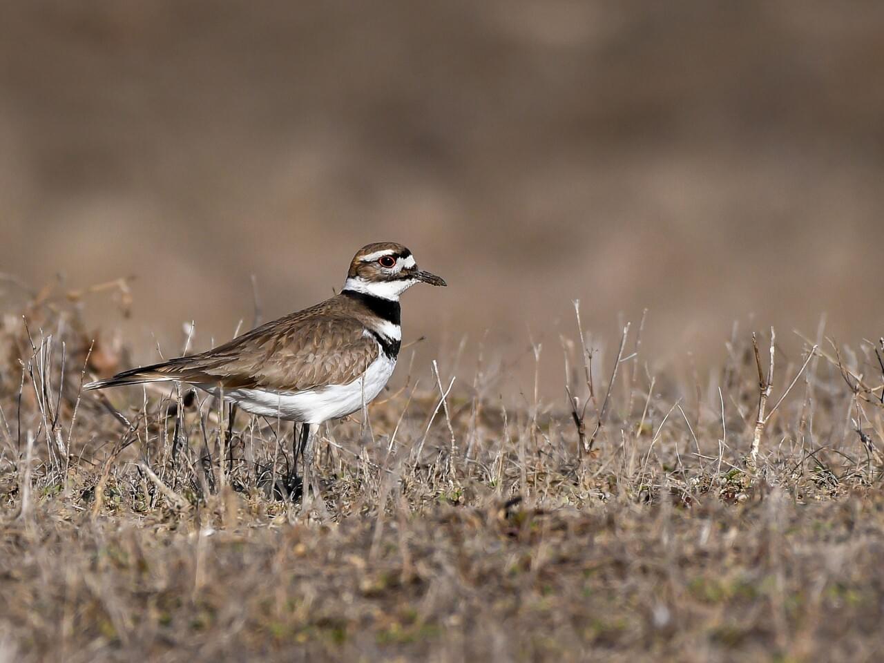 Killdeer