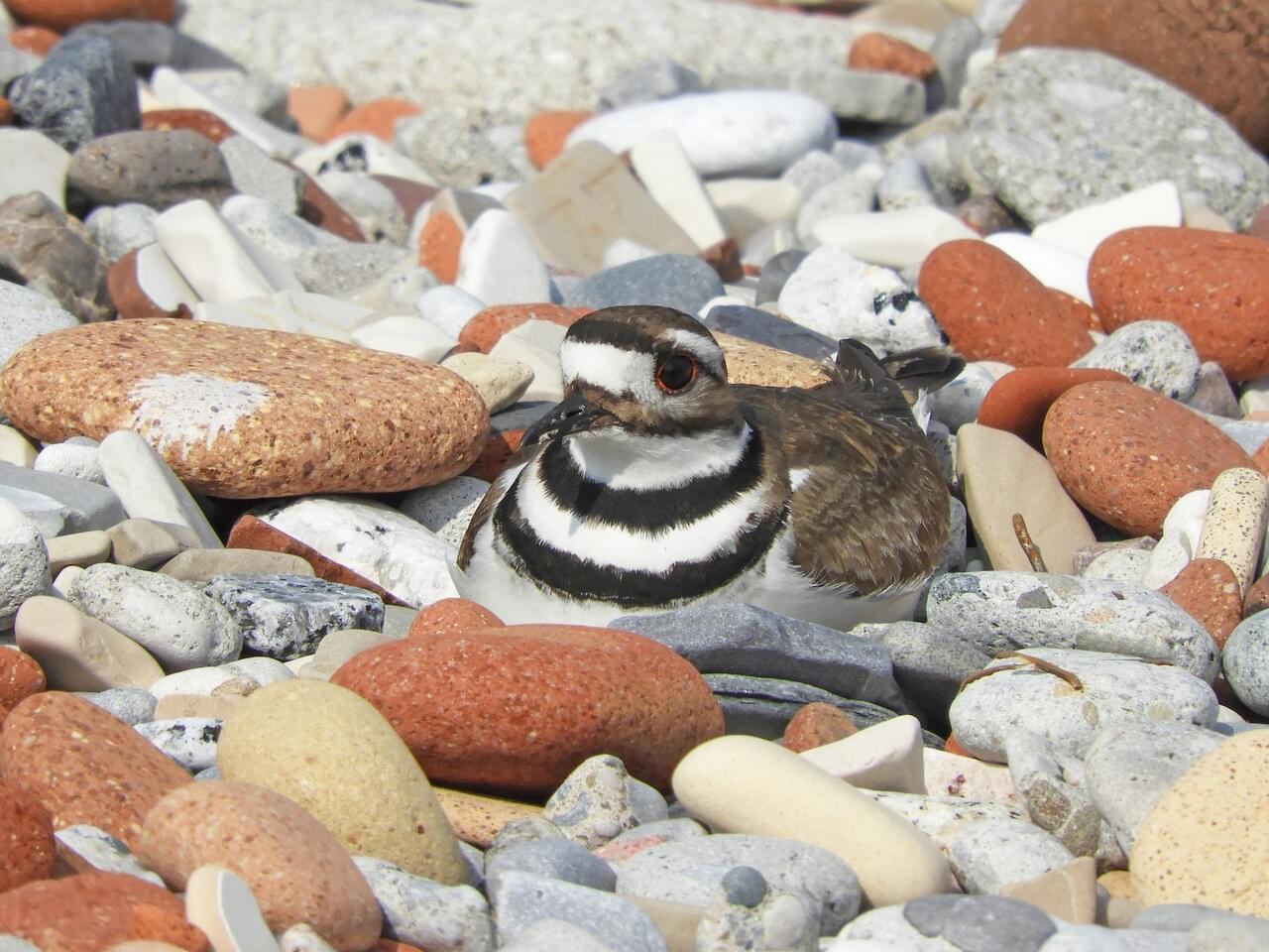 Killdeer