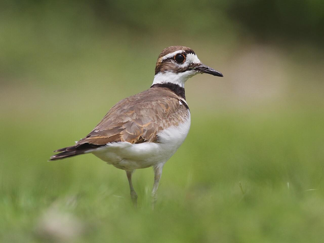 Killdeer