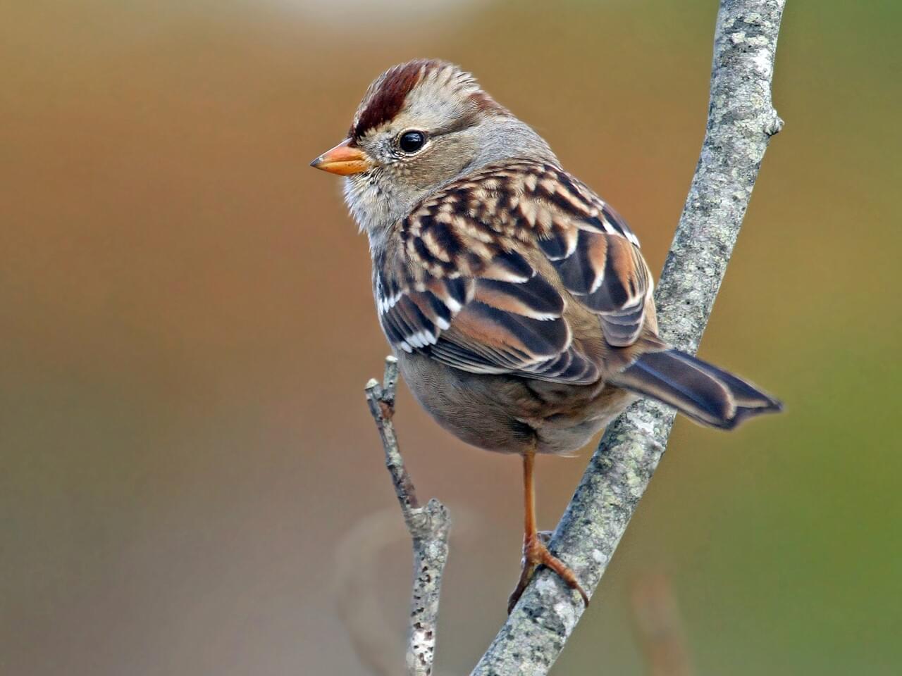 White-crowned Sparrow