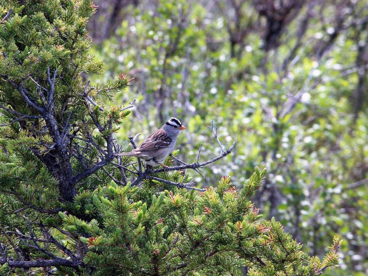 White-crowned Sparrow