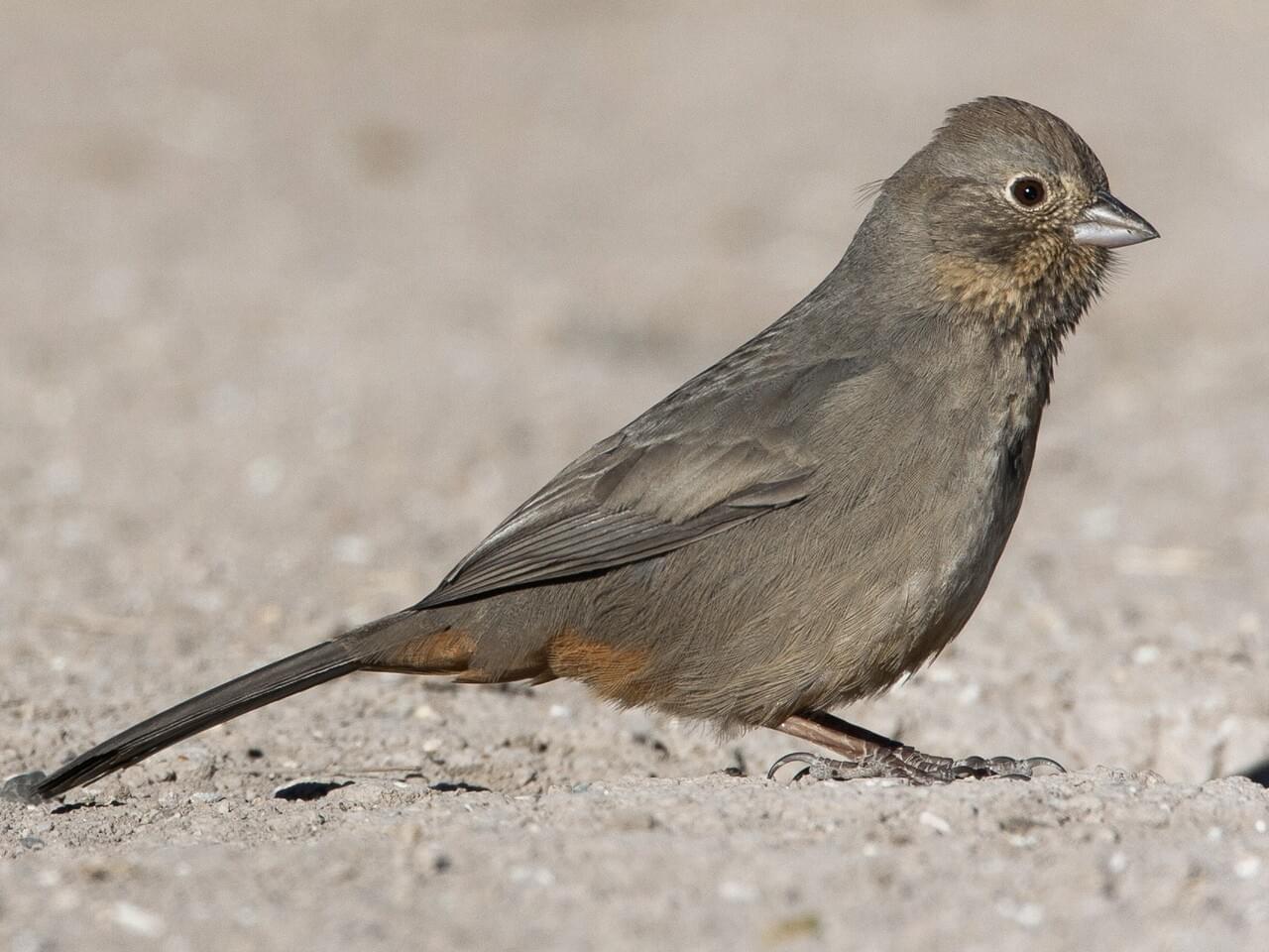 Canyon Towhee