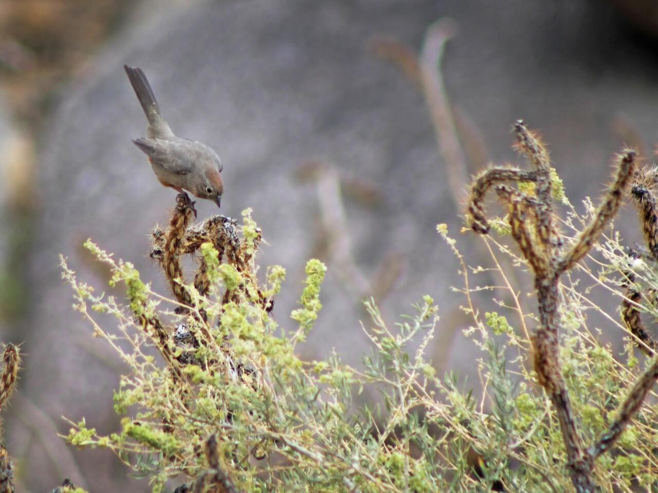 Canyon Towhee