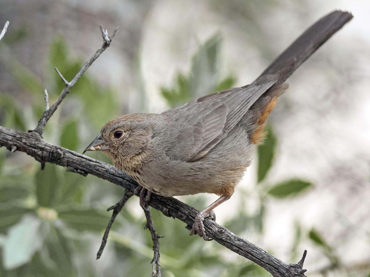 Canyon Towhee