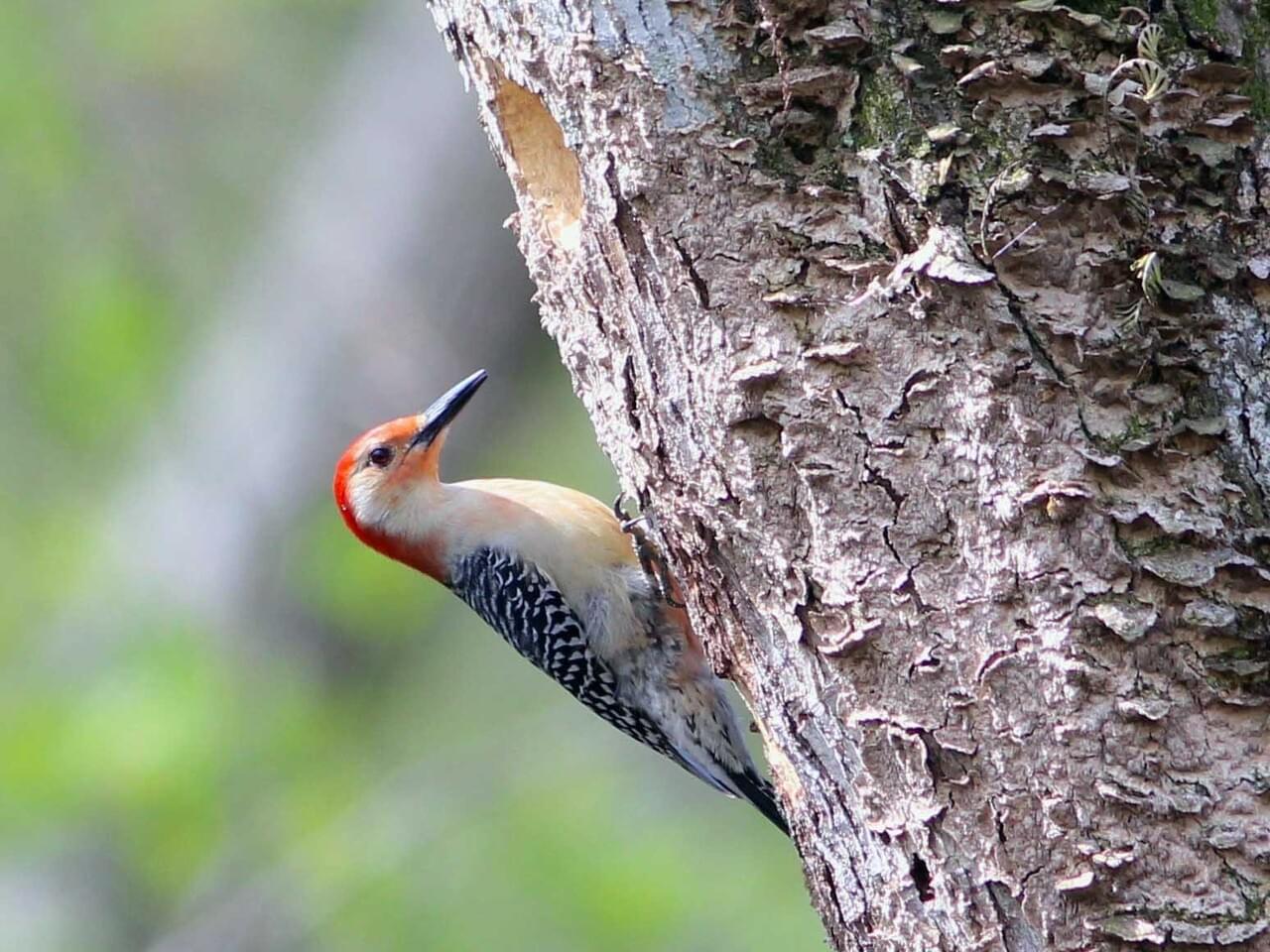 Red-bellied Woodpecker