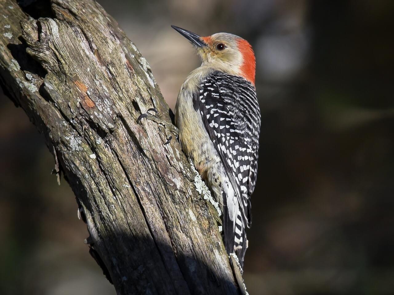 Red-bellied Woodpecker