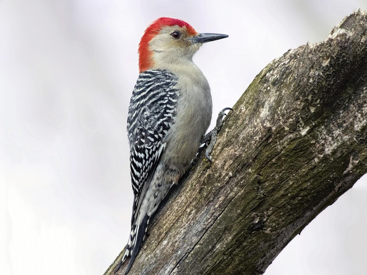 Red-bellied Woodpecker