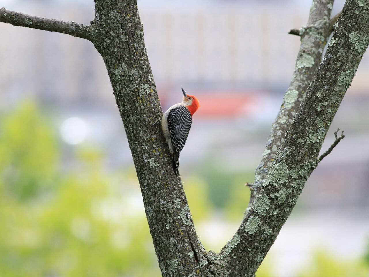 Red-bellied Woodpecker