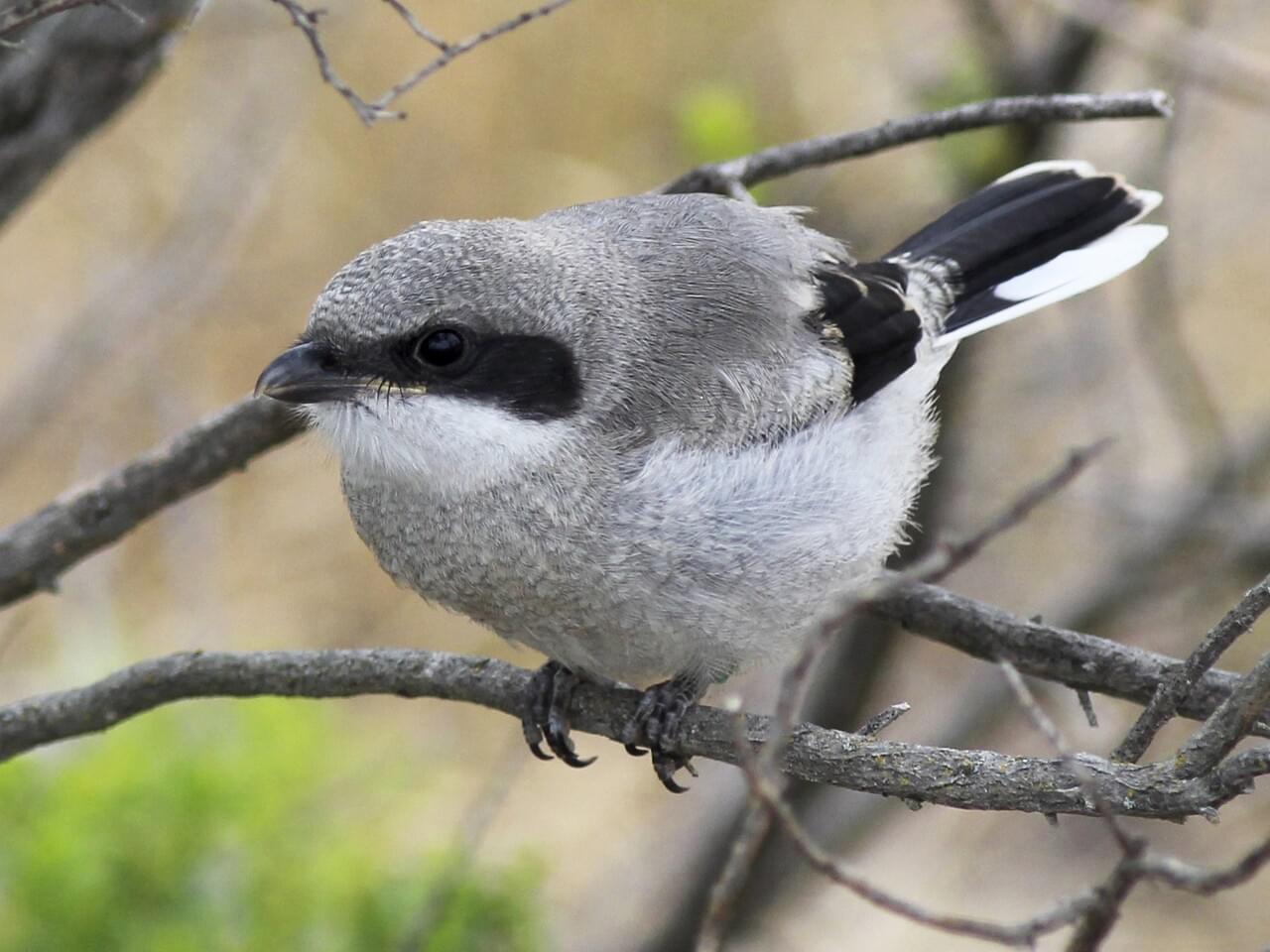 Loggerhead Shrike