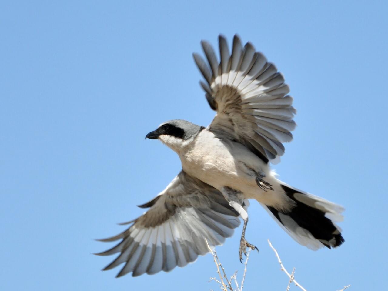 Loggerhead Shrike