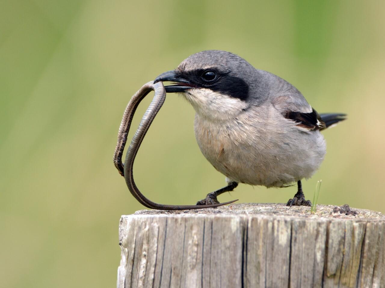 Loggerhead Shrike