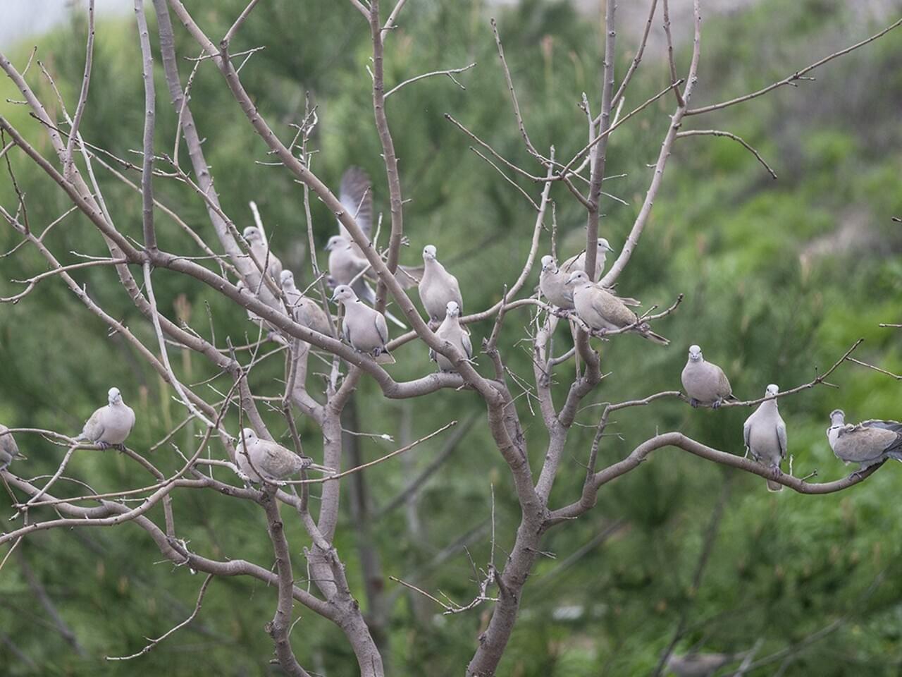 Eurasian Collared-Dove