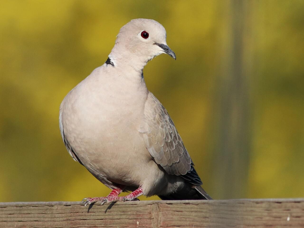 Eurasian Collared-Dove