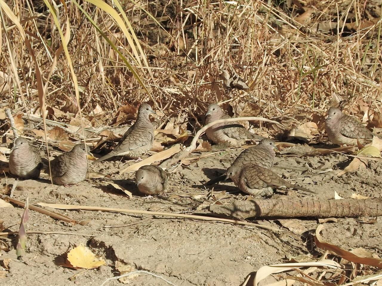 Inca Dove