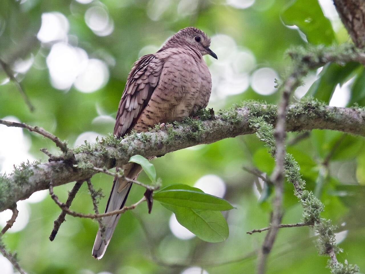 Inca Dove