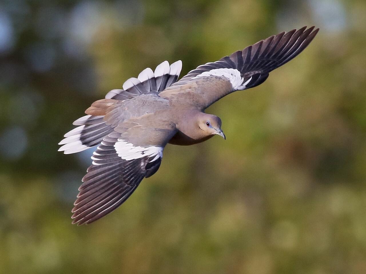 White-winged Dove