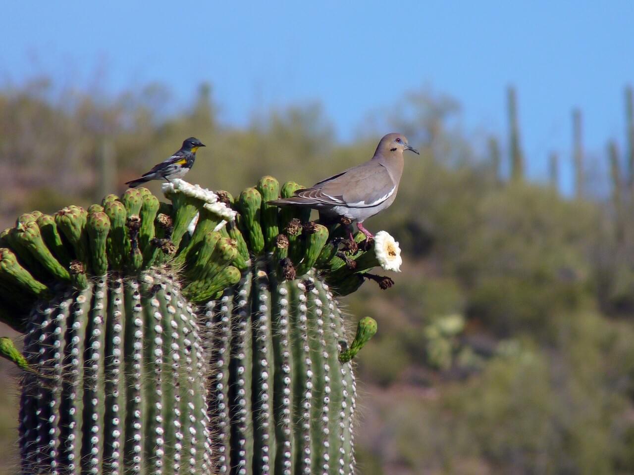 White-winged Dove