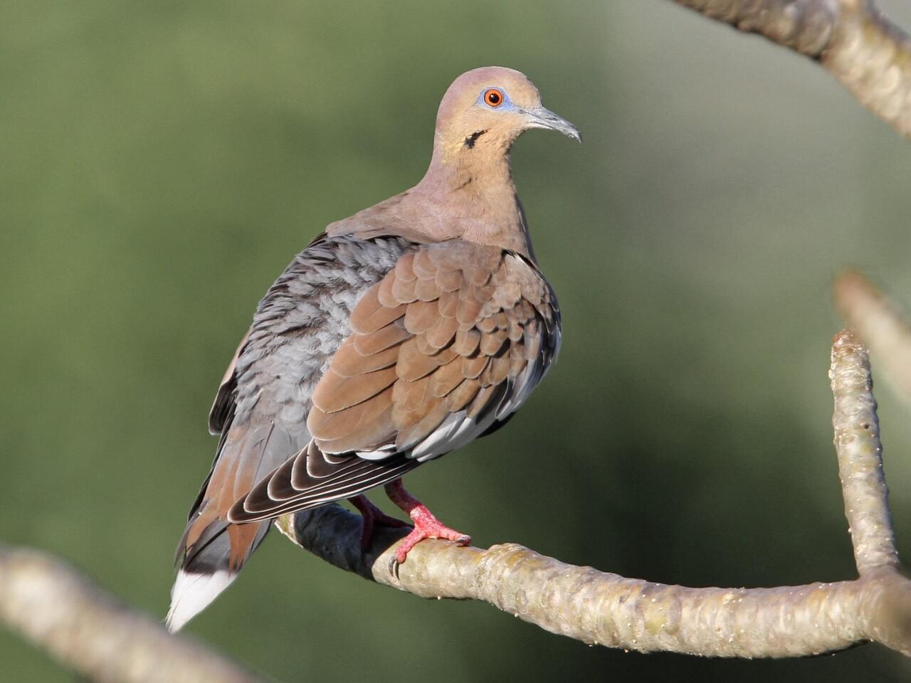 White-winged Dove