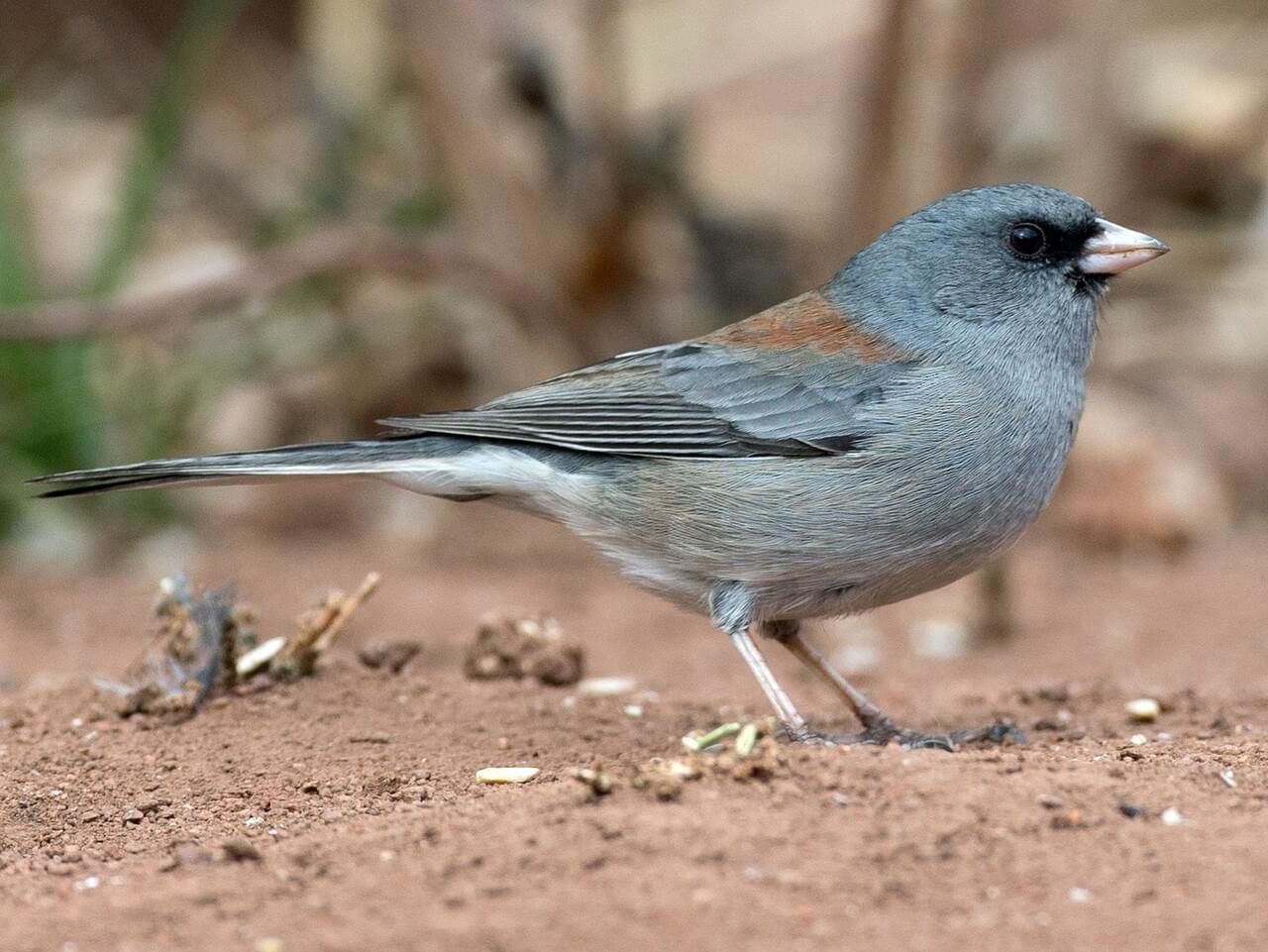 Dark-eyed Junco