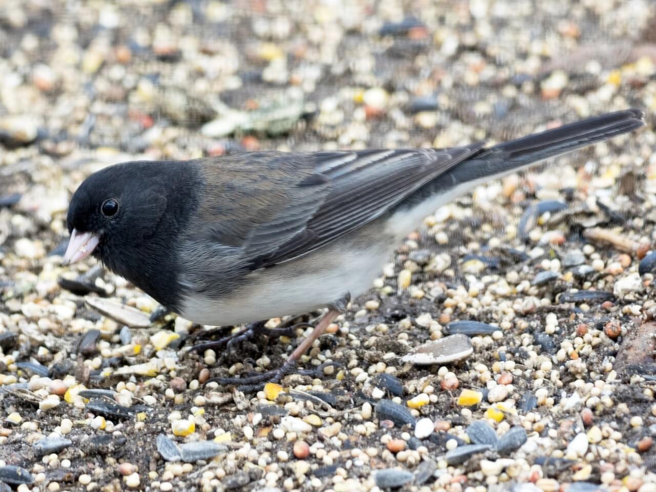 Dark-eyed Junco