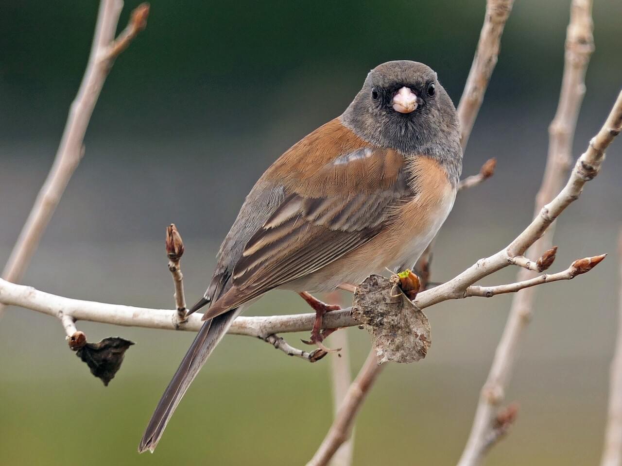 Dark-eyed Junco