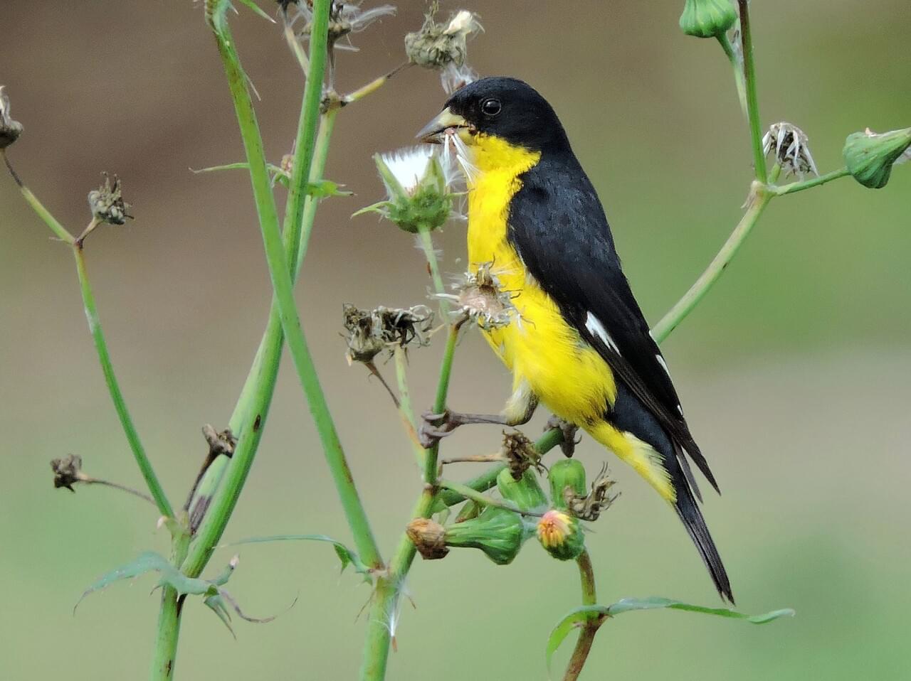 Lesser Goldfinch