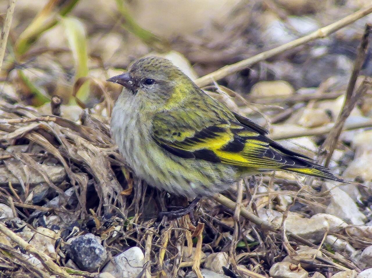 Pine Siskin