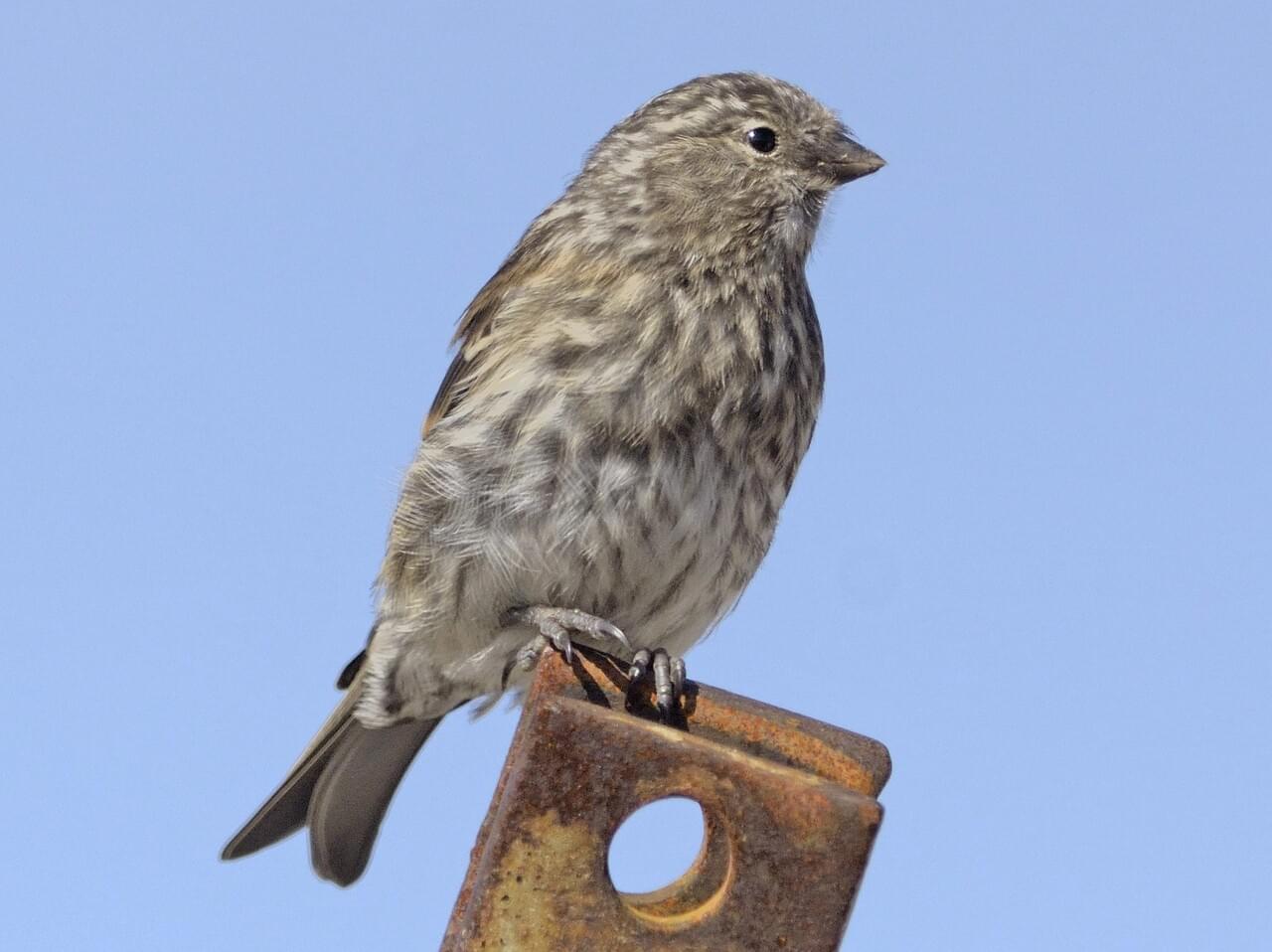 Common Redpoll