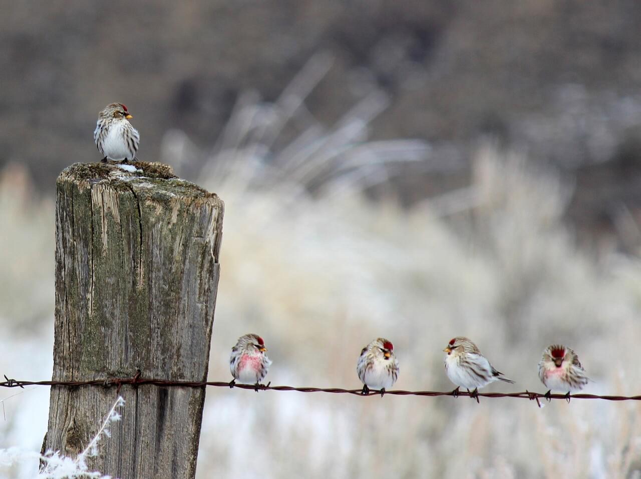 Common Redpoll