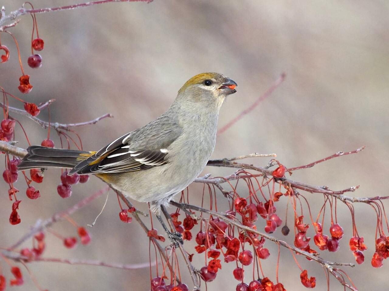 Pine Grosbeak