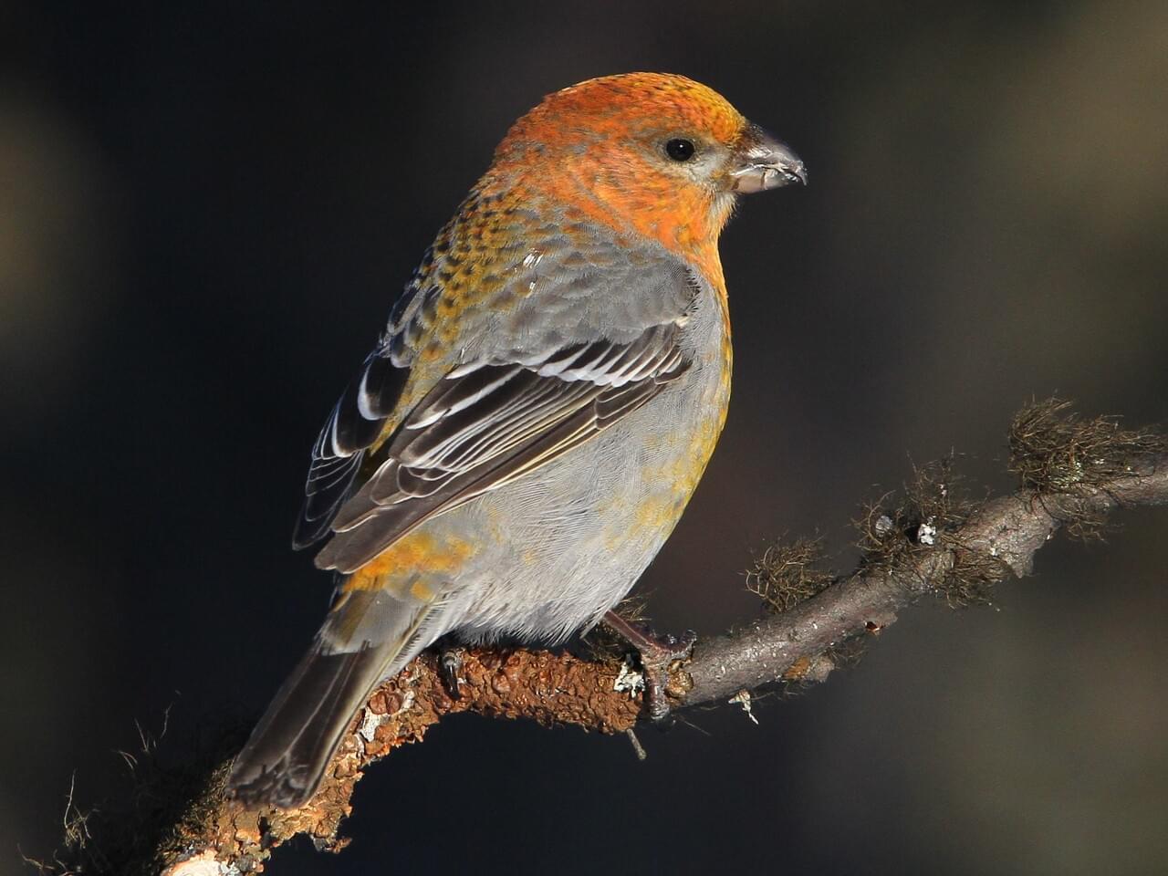 Pine Grosbeak