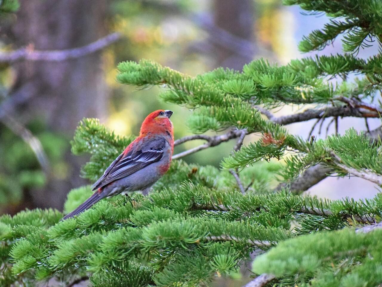 Pine Grosbeak