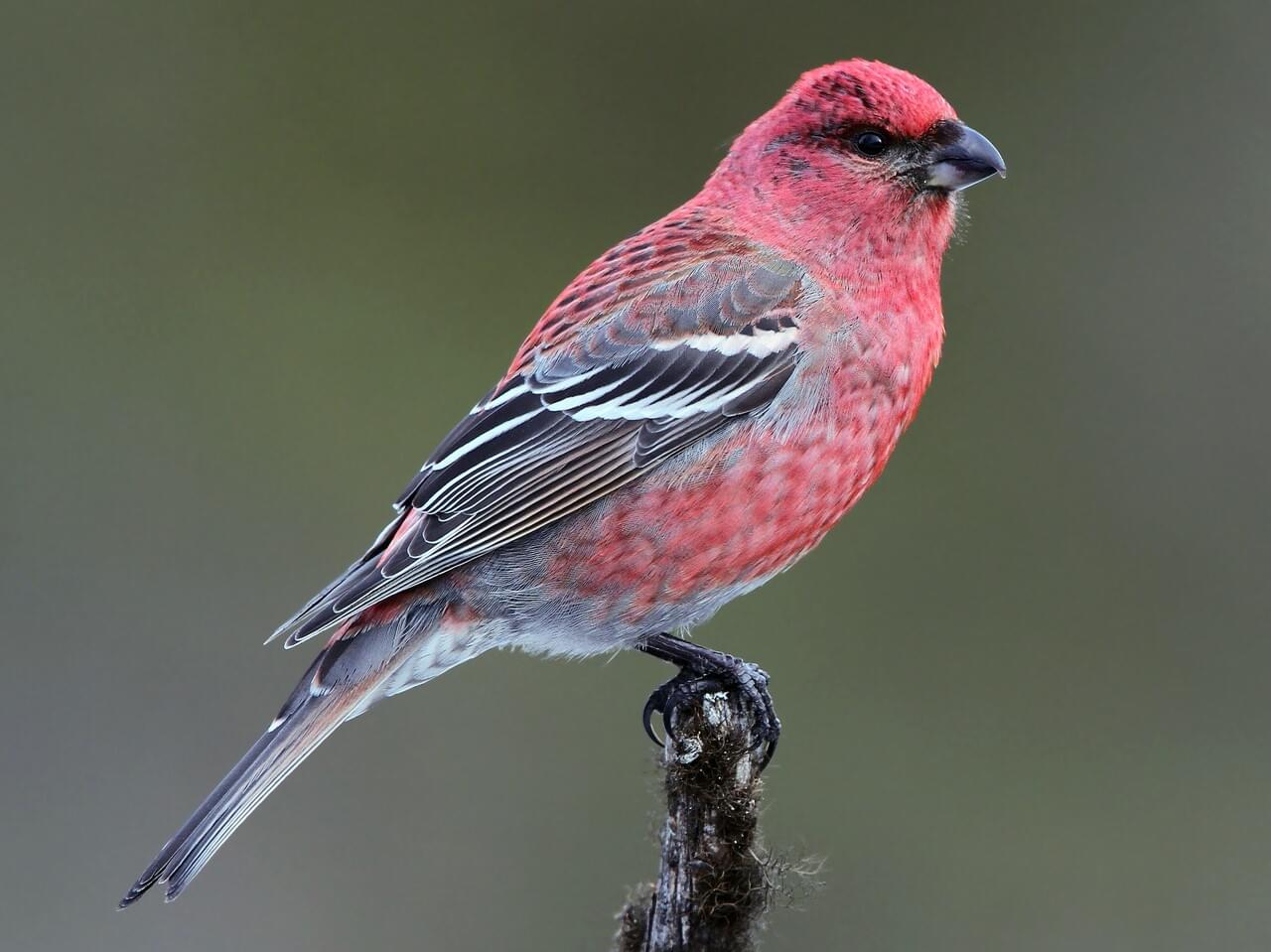 Pine Grosbeak