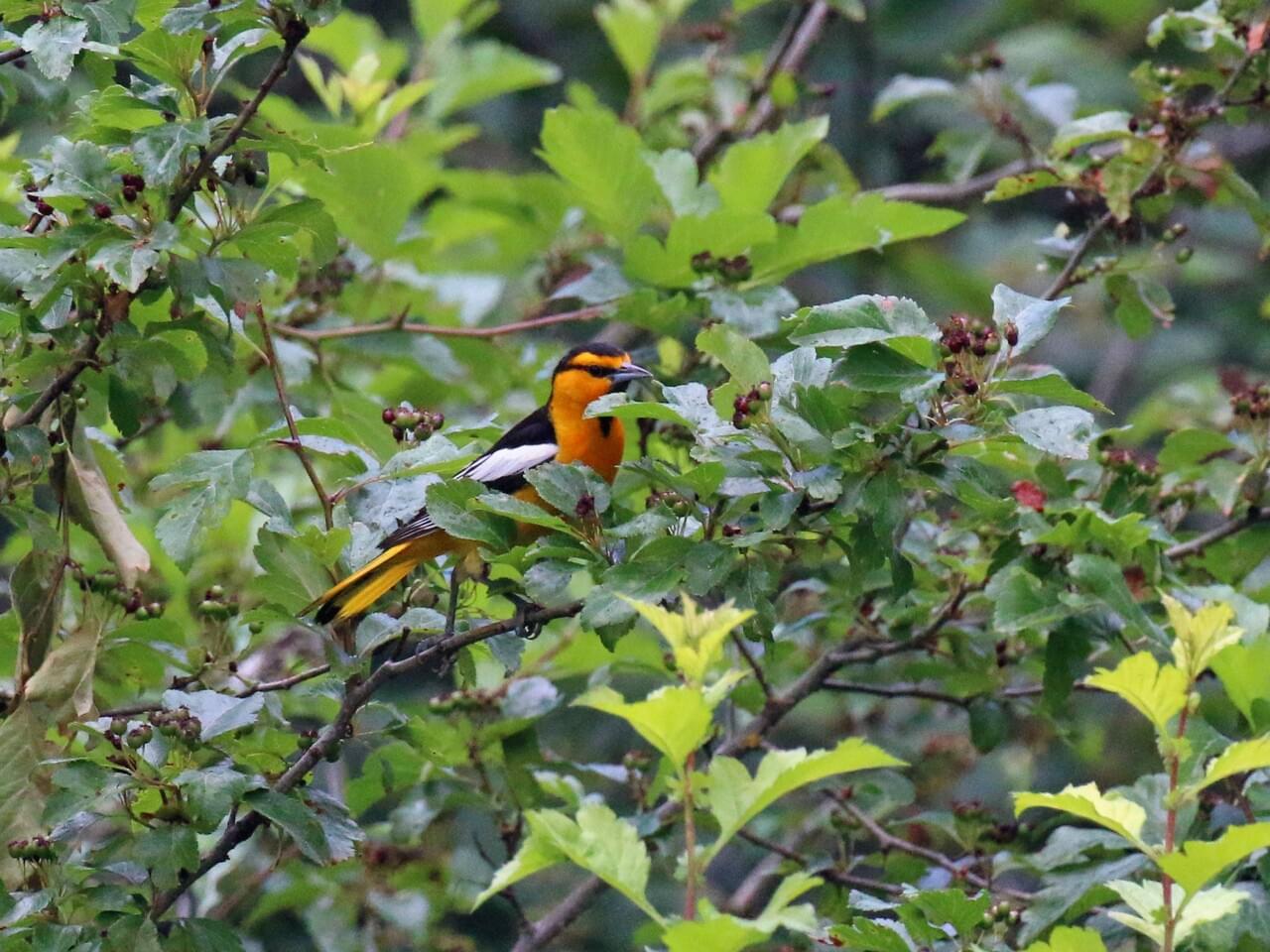 Bullock’s Oriole (west)