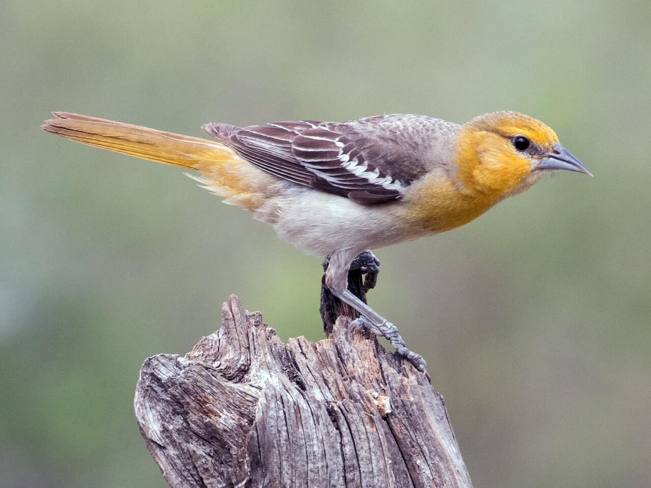 Bullock’s Oriole (west)