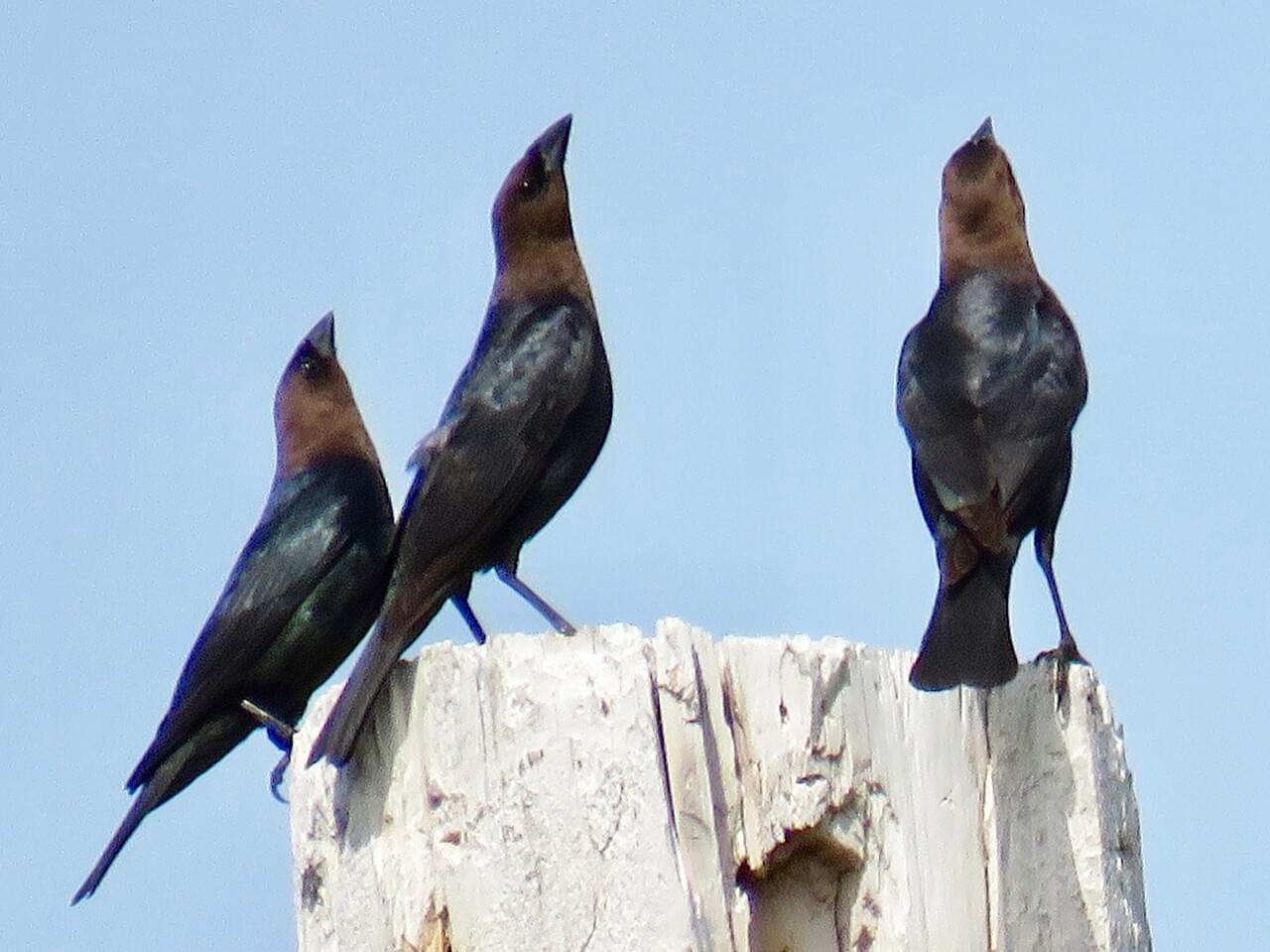 Brown-headed Cowbird