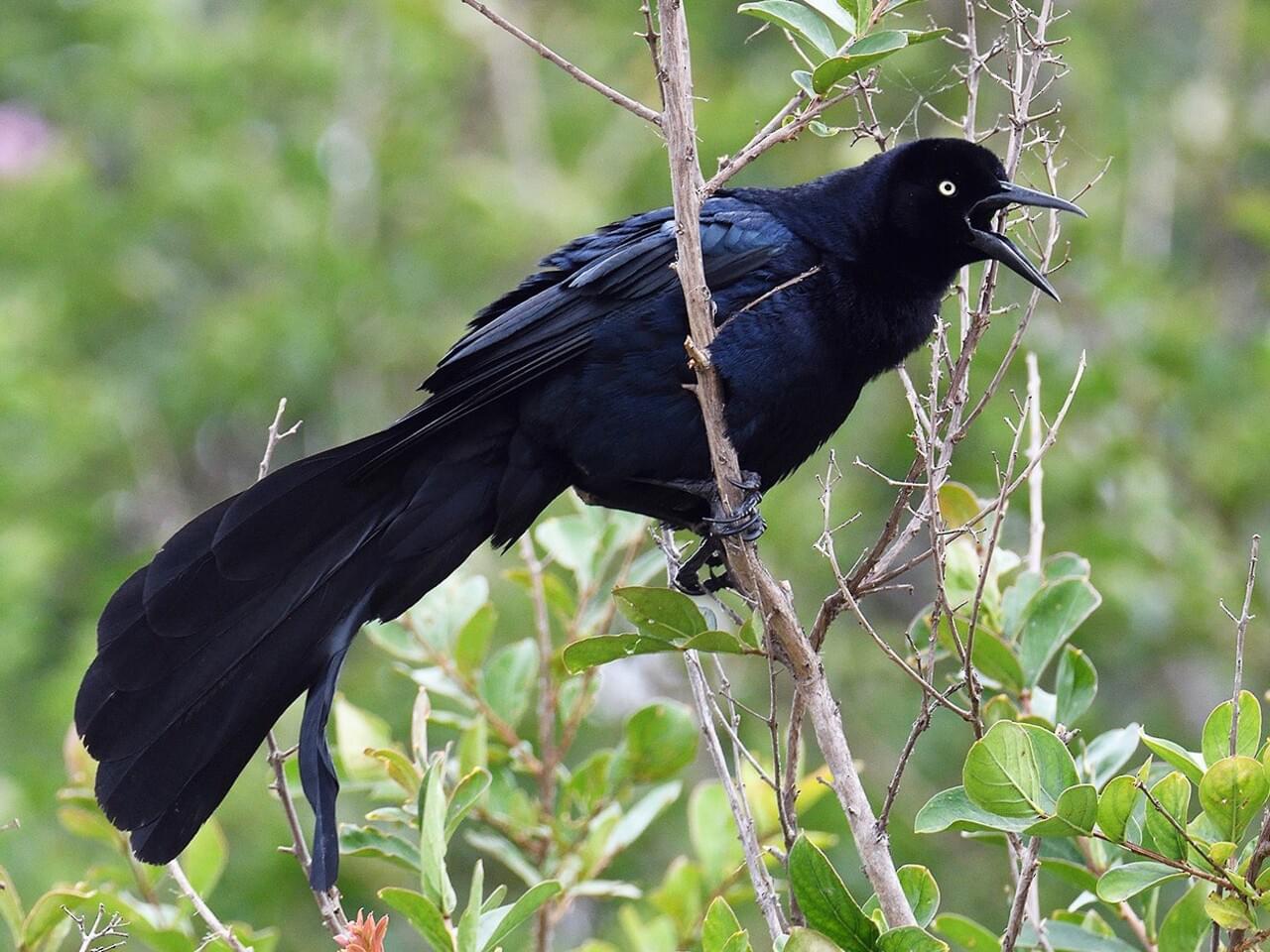 Great-tailed Grackle