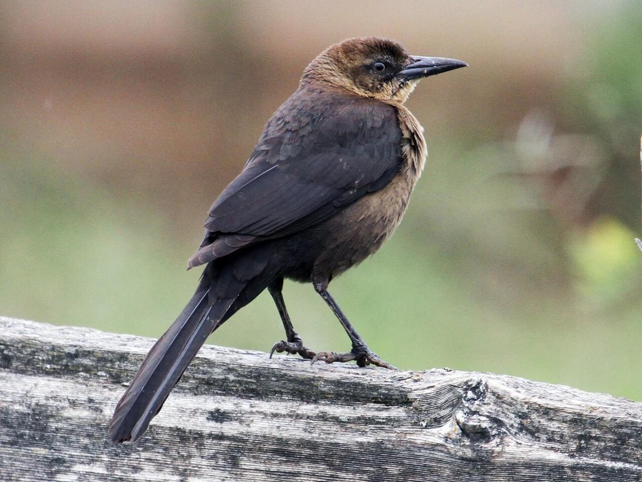 Great-tailed Grackle