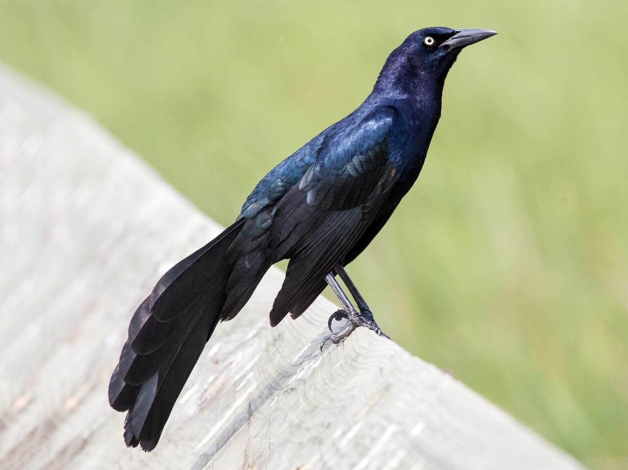 Great-tailed Grackle