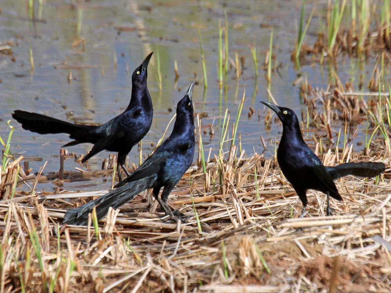 Great-tailed Grackle