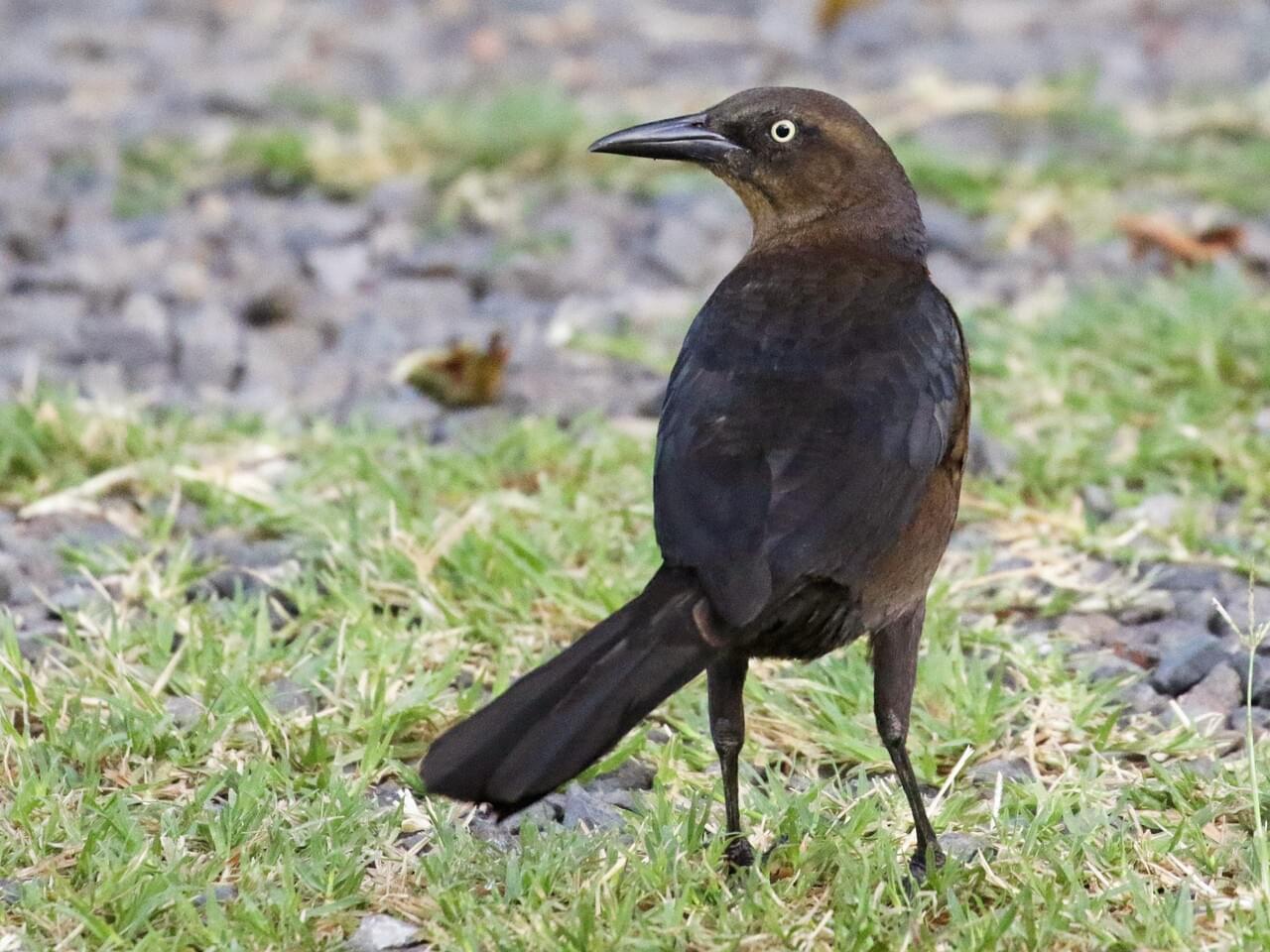 Great-tailed Grackle