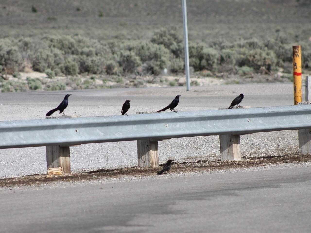 Great-tailed Grackle