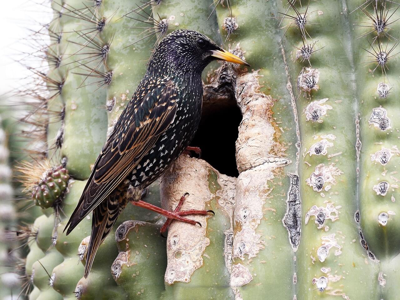 European Starling